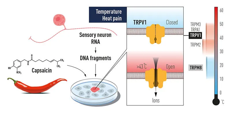 TRPV1 receptor illustration
