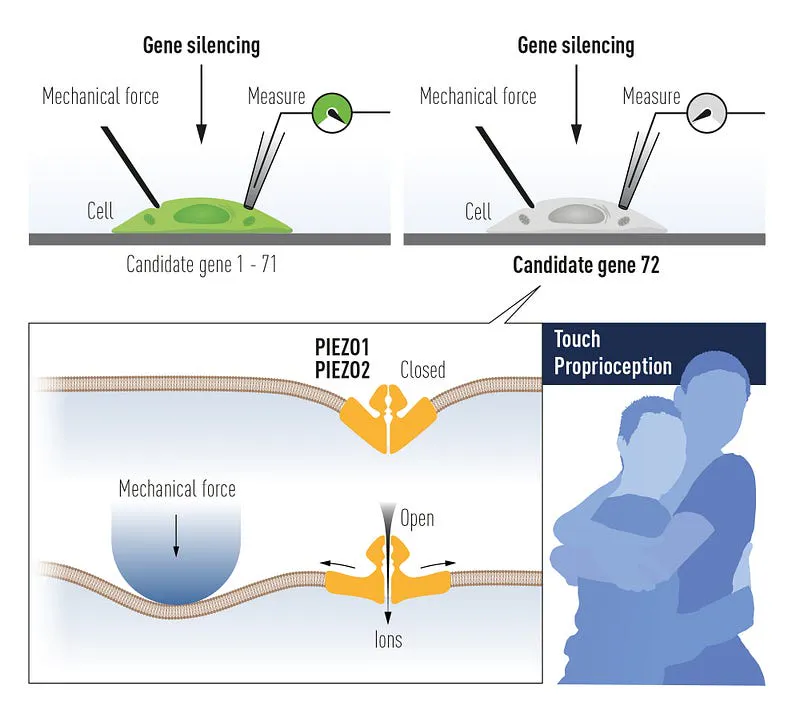 Sensory receptors on nerve cells